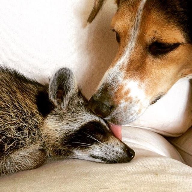 Raccoon That Lives With Dogs | Instagram