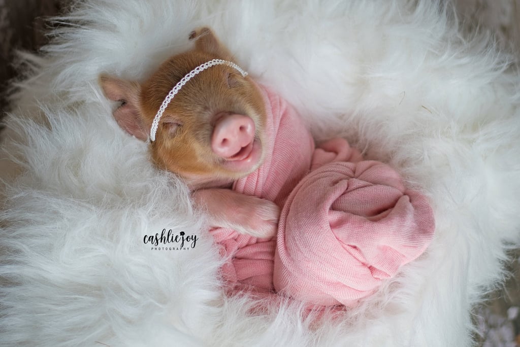 Adorable Newborn Piglet Photo Shoot Pictures Adorable Newborn Piglet Photo Shoot Pictures