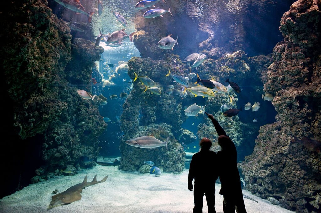 Explore under the sea