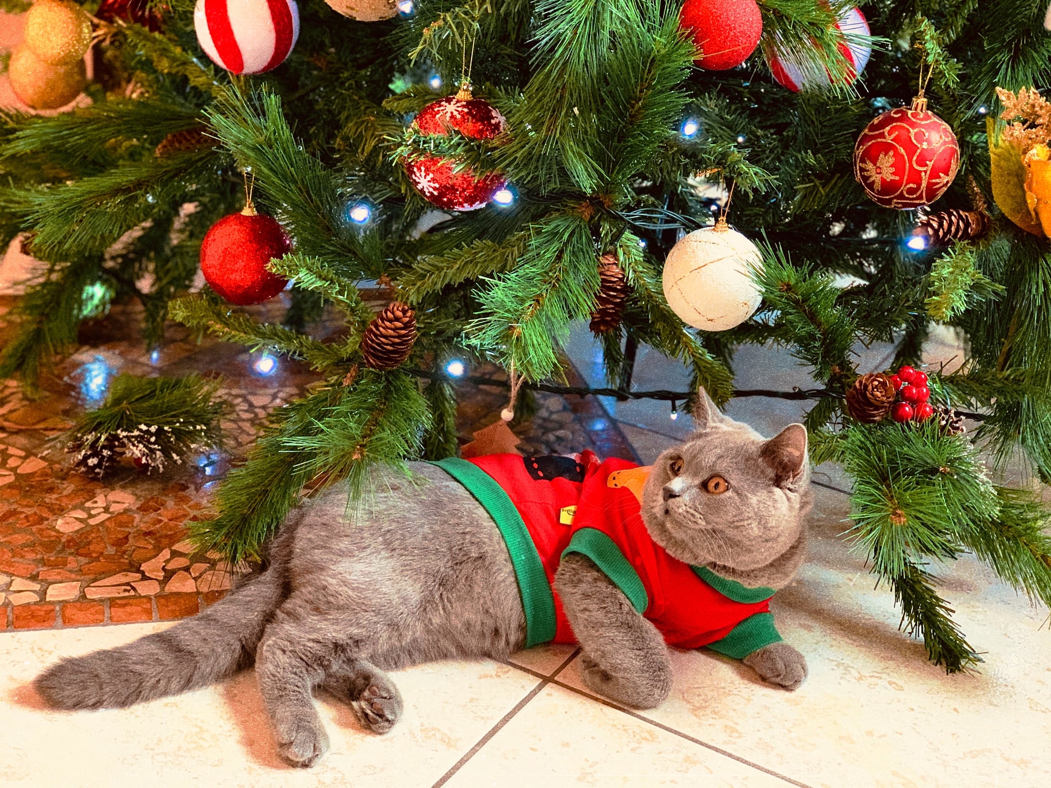 Cat Zoom Background | 20 Christmas Zoom Background Images That Will Make  You and Your Family LOL | POPSUGAR Tech Photo 13