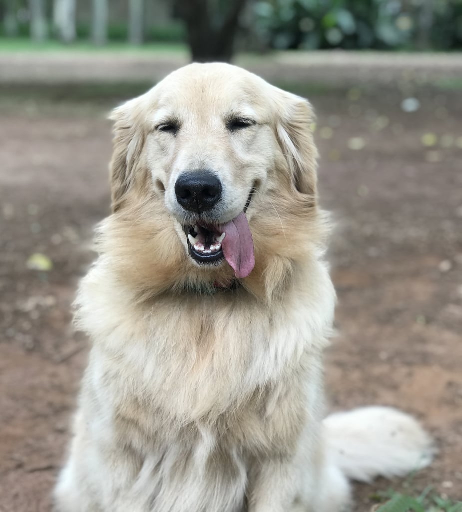 British Golden Retriever