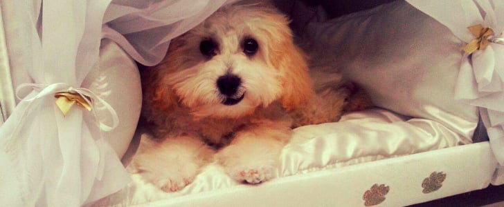 Mattress With Pet Bed