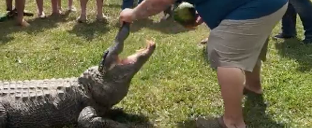 Live Alligator Gender Reveal