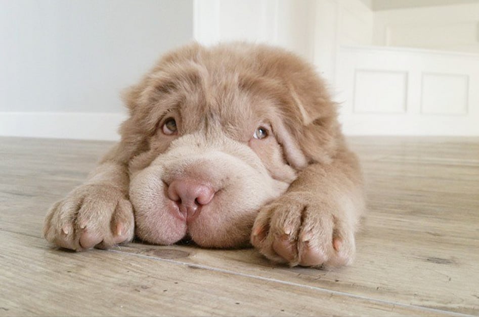 tonkey dog