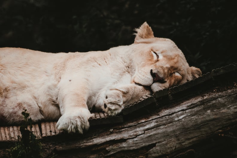 This lioness, who would like a blanket if there's one available.