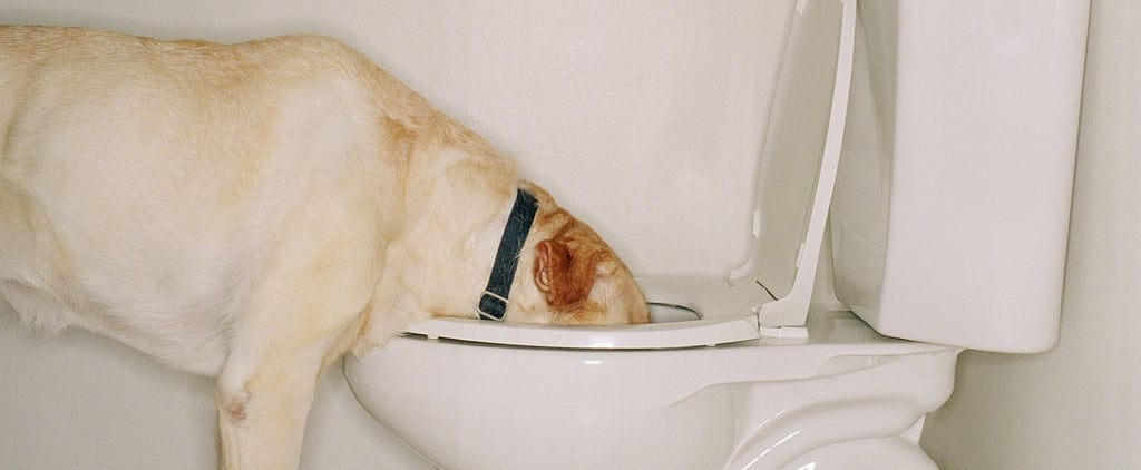 Why Do Dogs Drink Out of the Toilet? | Vet Advice and Tips