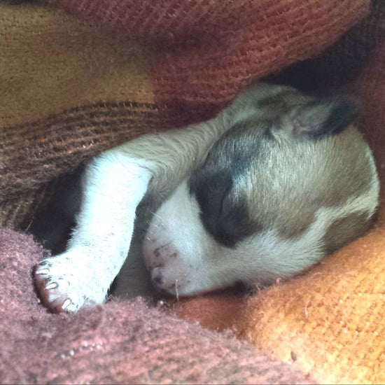 Dog Rescues Puppy From Garbage