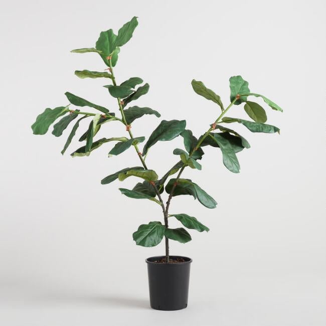 After comparing prices, reviews, and pictures, I finally pulled the trigger on the Faux Fiddle-Leaf Fig Plant ($130) from Cost Plus World Market. With 95 reviews averaging almost five stars, I figured it was a risk worth taking. It also has a taller Faux Fiddle Leaf Fig Tree ($180) with more of a top-heavy shape.