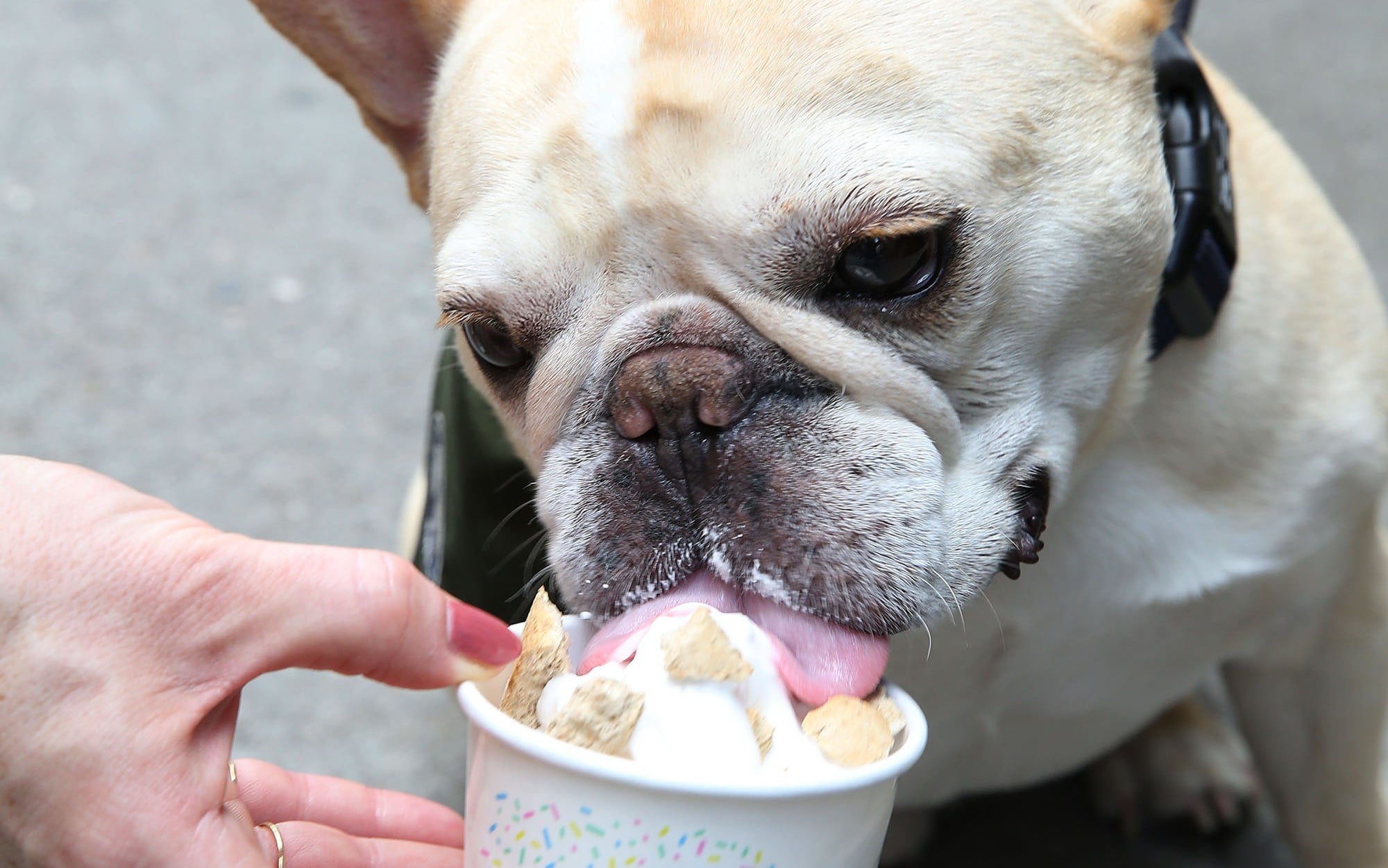 Petsmart free dog ice cream shop