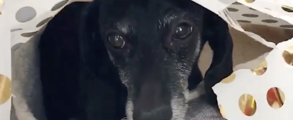 Dachshund Who Opened His Dog Bed Christmas Present | Video