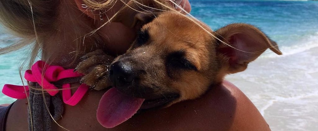 Puppy Island Turks and Caicos