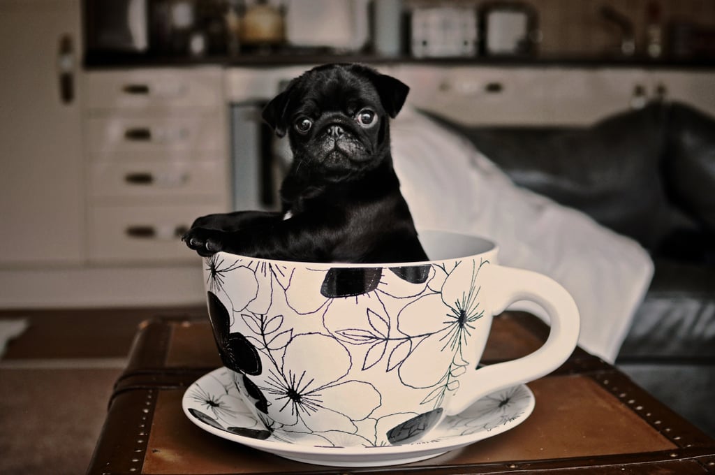 Related:

            
            
                                    
                            

            31 Photos of Frenchie Puppies That Will Make You Wish You Could Snuggle One Now