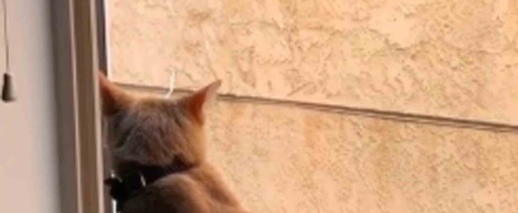 These Cats Who Live Across From Each Other Have the Romance of the Century, and My Heart Can't Take It