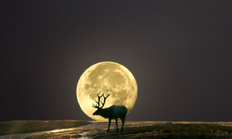 Buck Moon