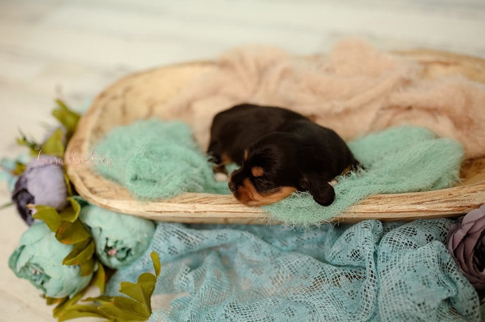 Adorable Dachshund Newborn Photo Shoot | Laura Shockley