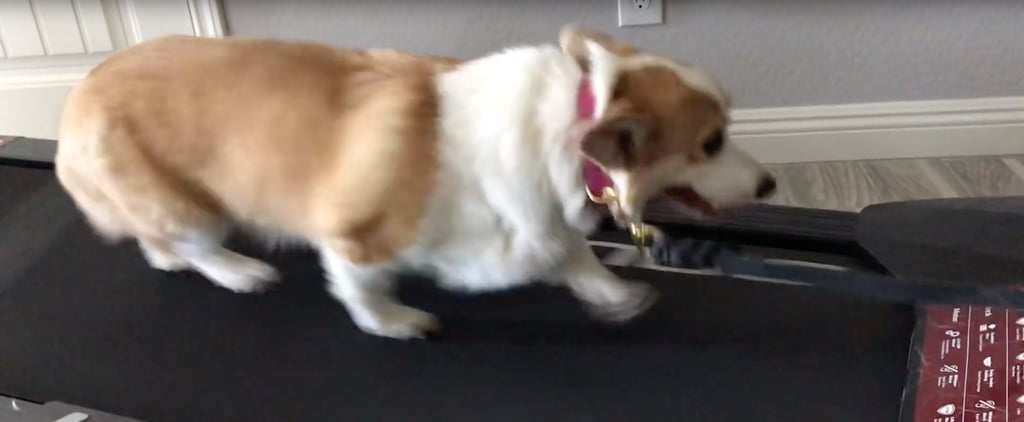 Video of Corgi Walking on the Treadmill