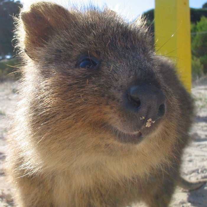 What Is a Quokka?