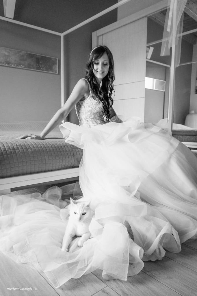 Wedding Photos With Cats