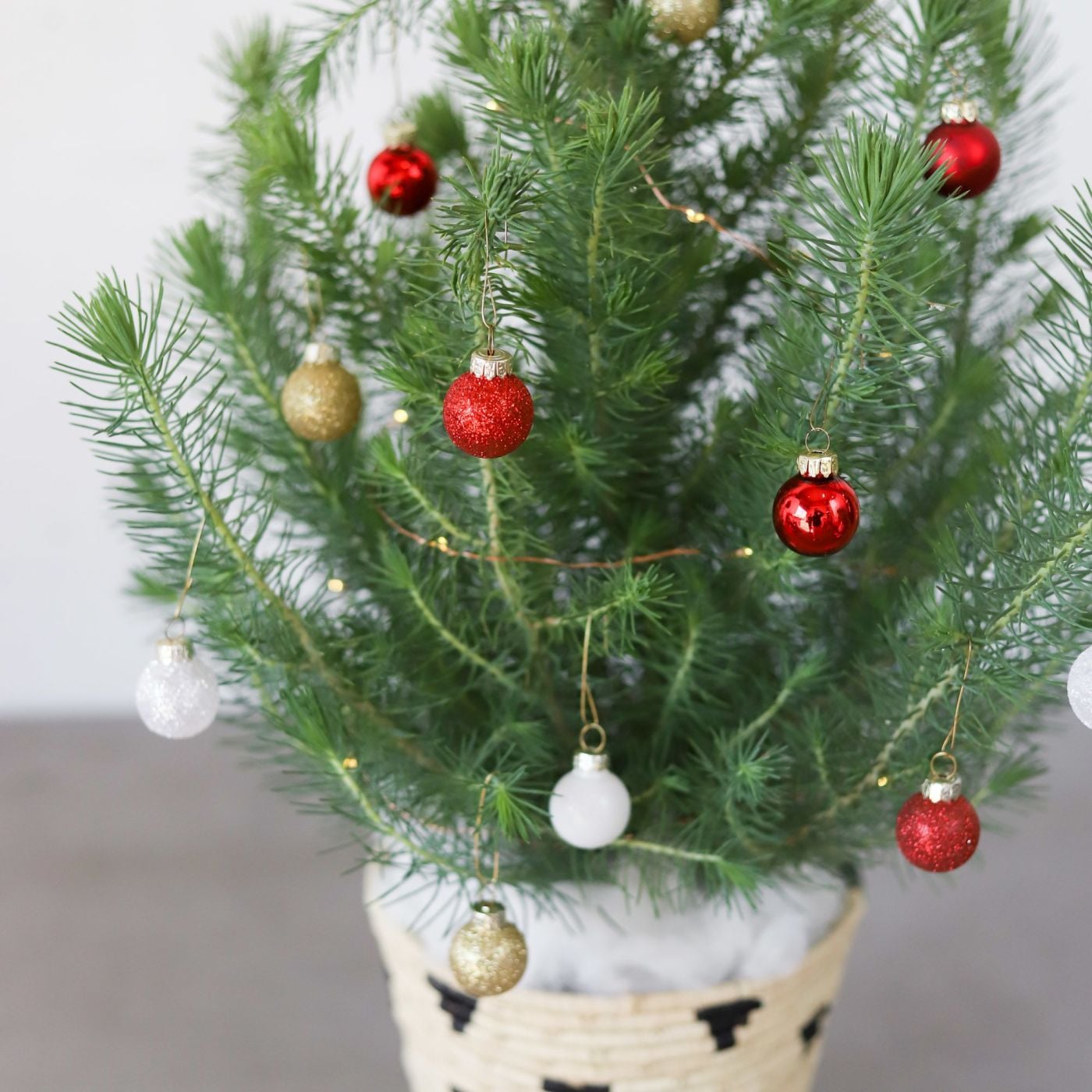 Best Live Tabletop Christmas Trees 2019 Popsugar Home