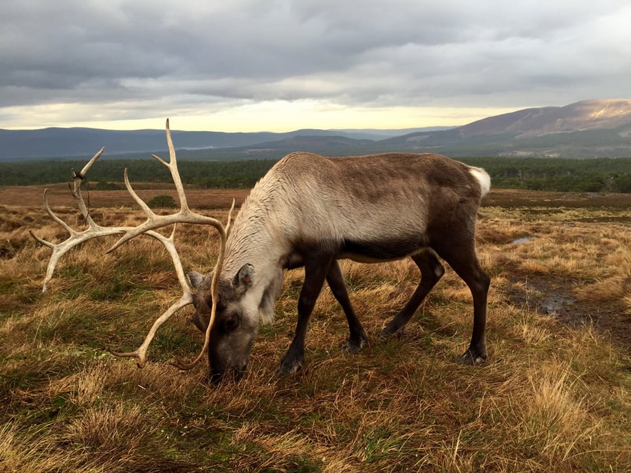 "Filling the frame with the subject can help the viewer focus on its details — like the texture of the reindeer’s fur and antlers."
