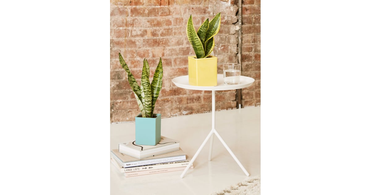 Snake Plant Laurentii Best Office Desk Plants POPSUGAR Home UK Photo 10