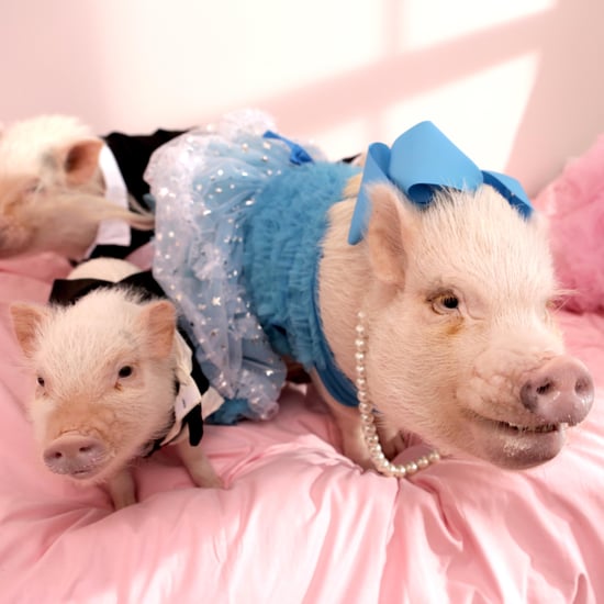 America's Most Pampered Domestic Pigs