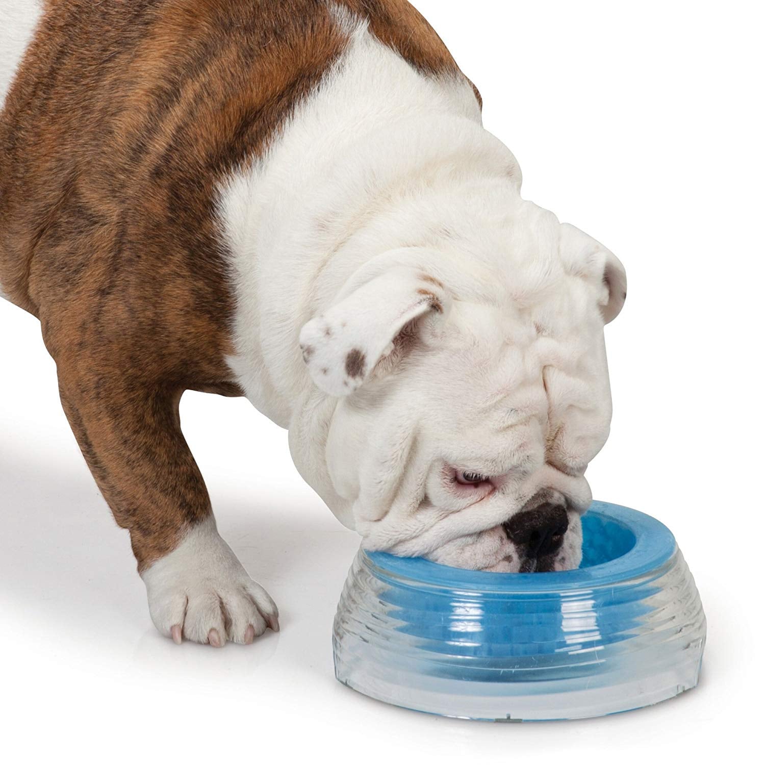 This Pet Bowl Will Keep Your Dog's Water Cool for 15 Hours, So