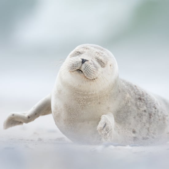 Smithsonian Magazine Photo Contest Finalists 2018