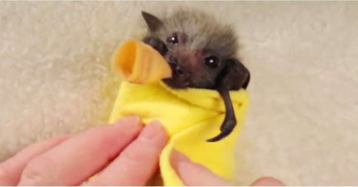 Baby Bats In Blankets Popsugar Pets
