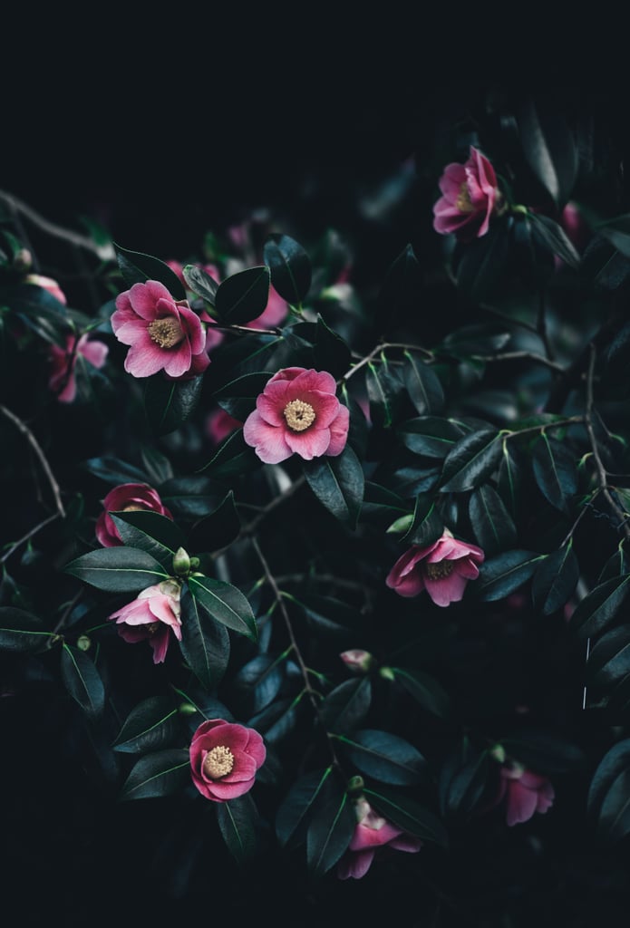 Moody florals