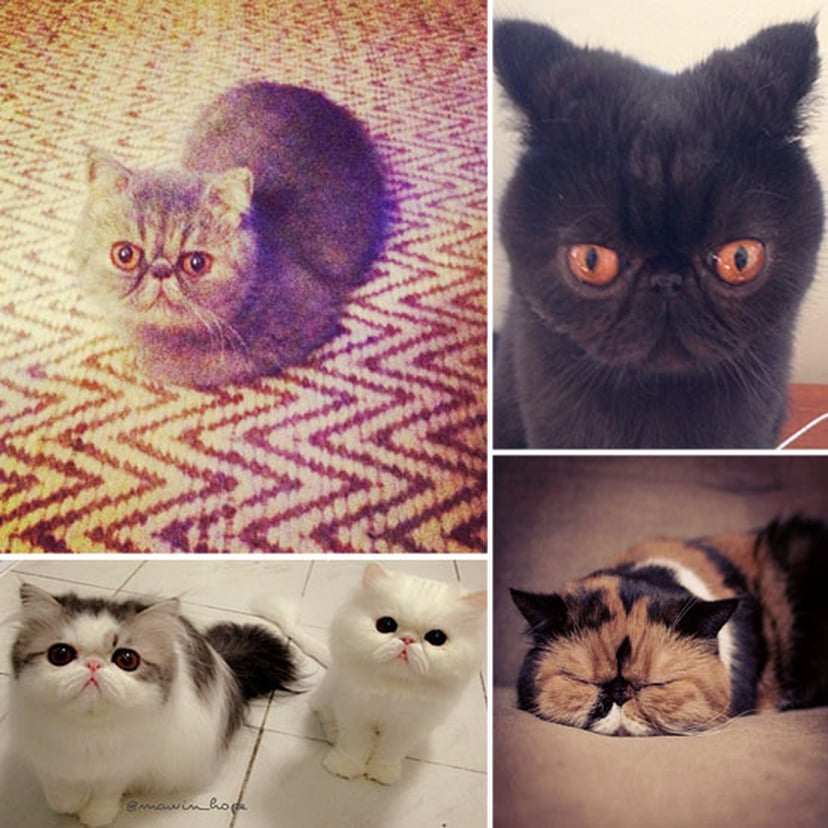 cats with smushed faces