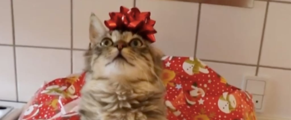 Cats Getting Wrapped Up For Christmas | Video