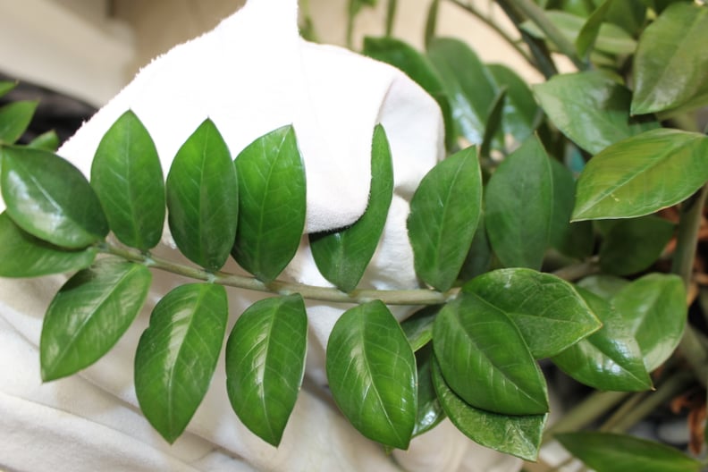 Dust the Plant Leaves With an Old T-Shirt