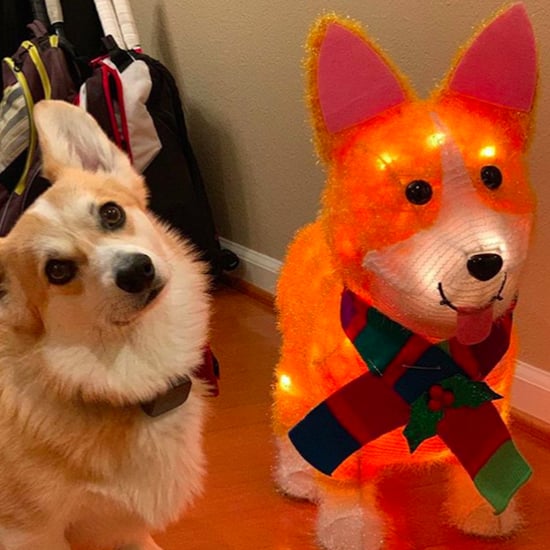 Cute Pictures of Corgis With Corgi Halloween Lamps