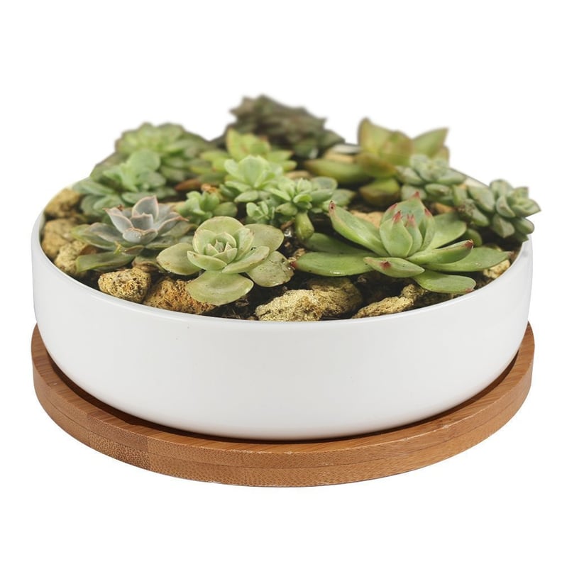 Y&M Succulent Planter Ceramic With Bamboo Tray