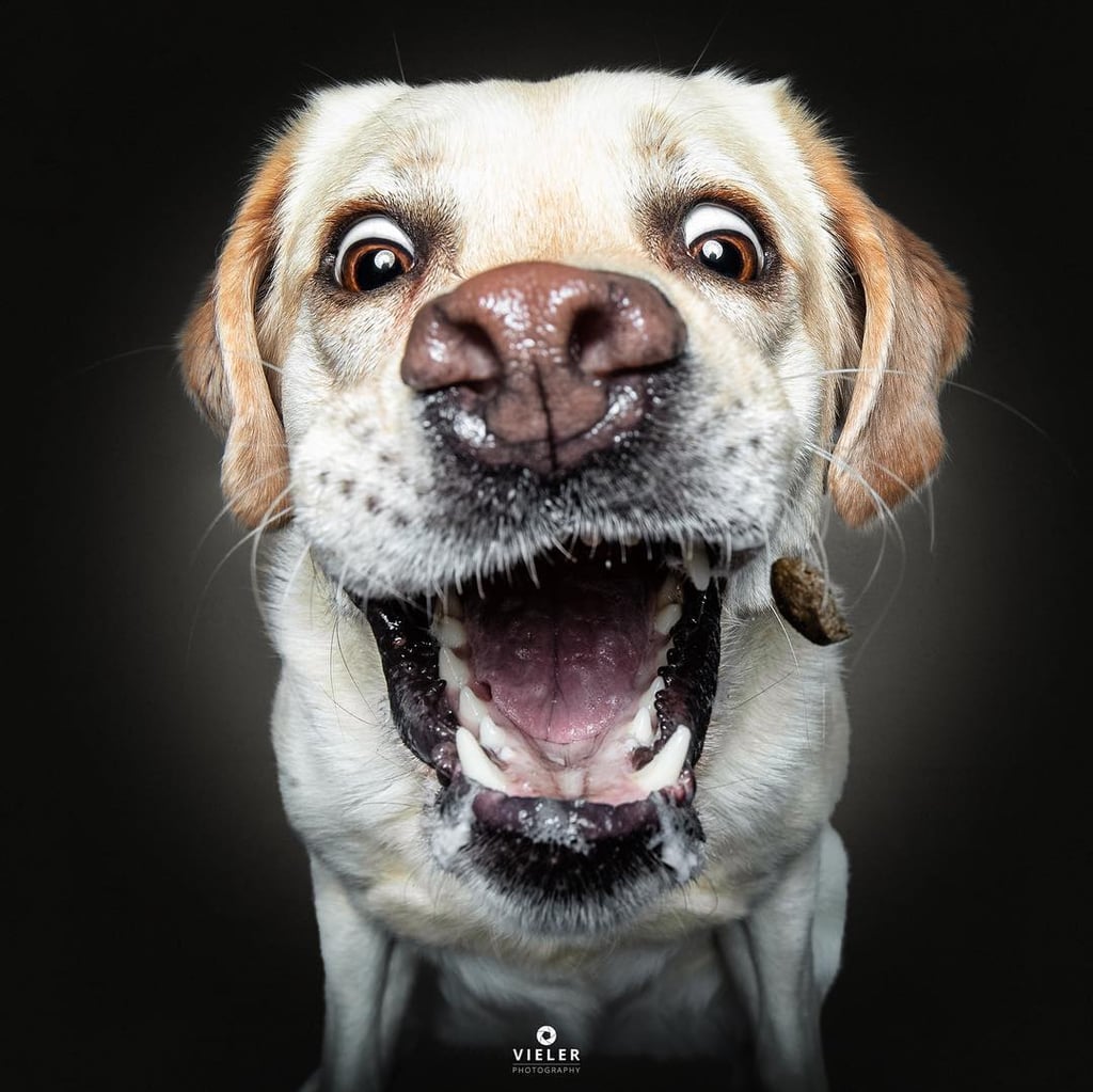 Dogs Catching Treats Photo Series