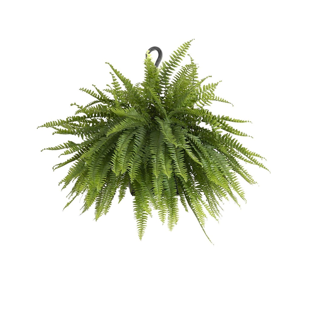 Boston Fern