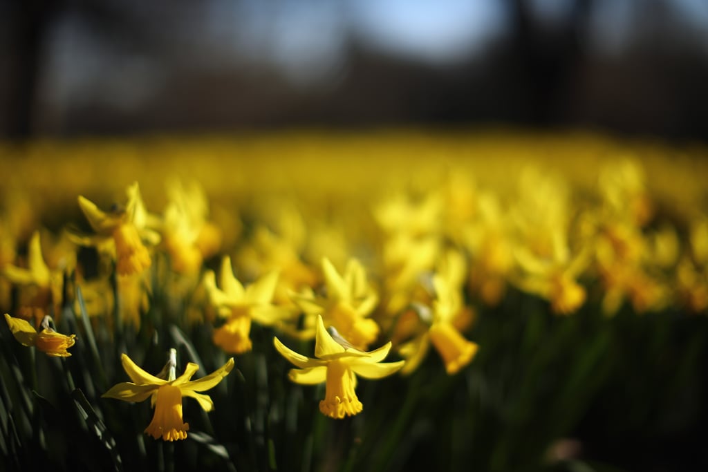 Bright yellow daffodils were popping up in London.