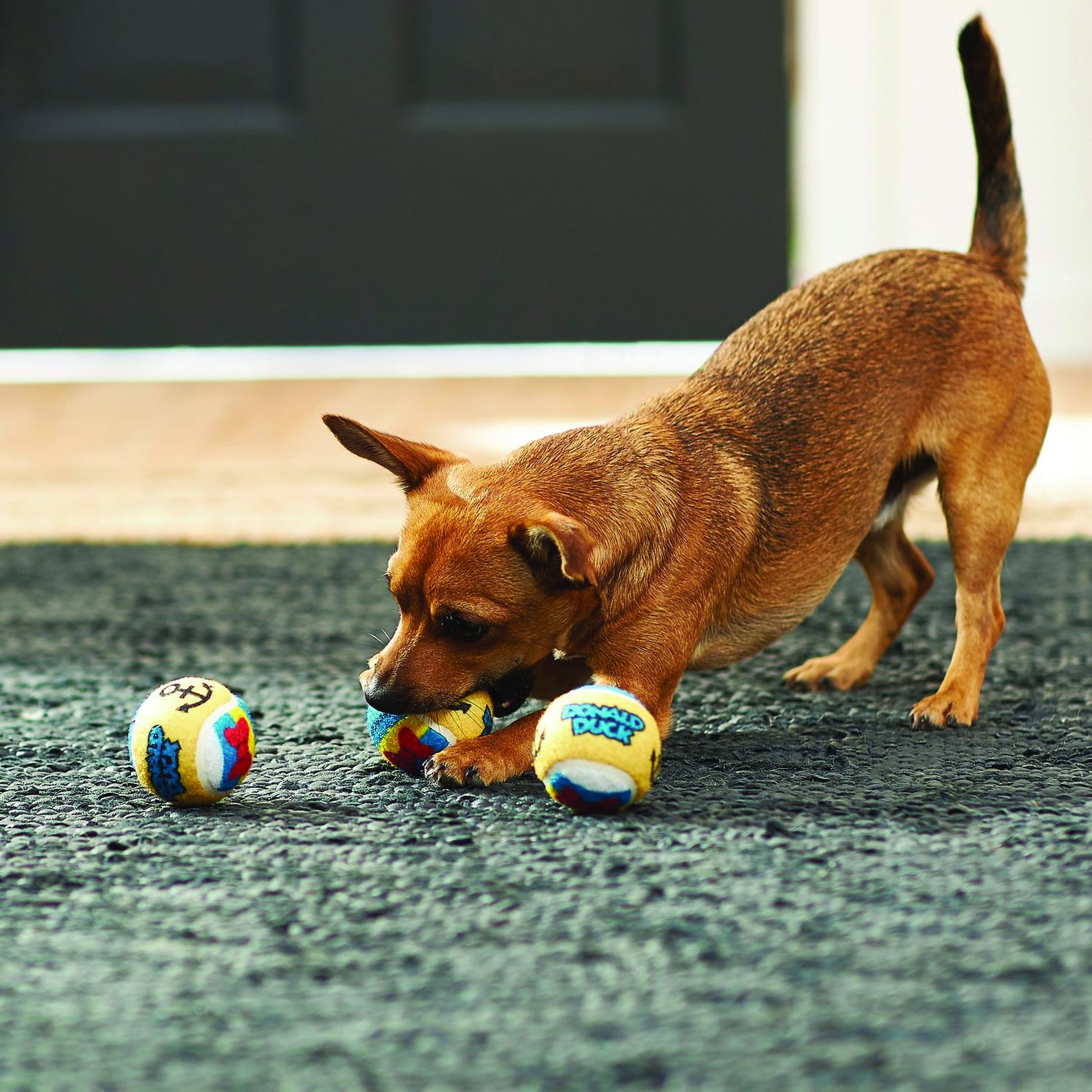 You Can Find the Best Disney Dog Toys at Chewy POPSUGAR Pets