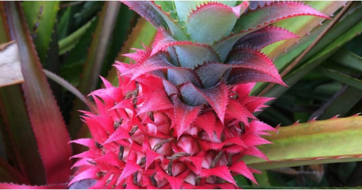 What Is a Pink Pineapple? POPSUGAR Food