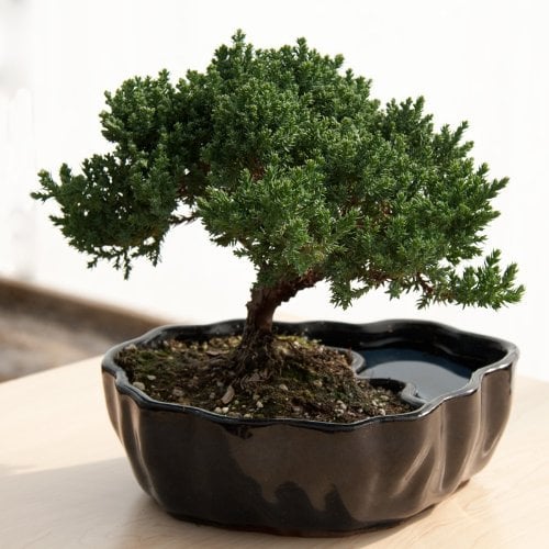 Zen Reflections Juniper Bonsai Plants on Amazon POPSUGAR Family Photo 4