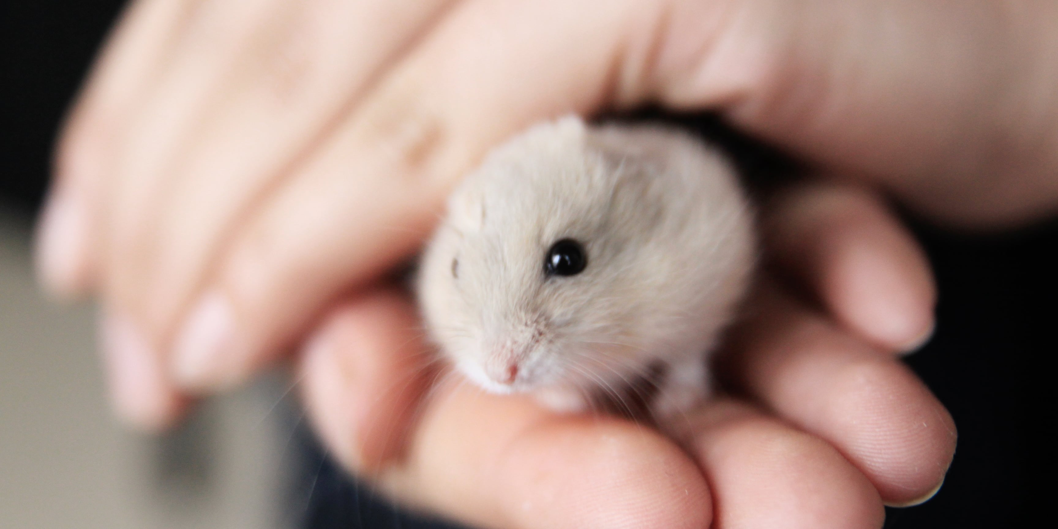 Here's How To Keep Your Hamster Healthy For A Long Time