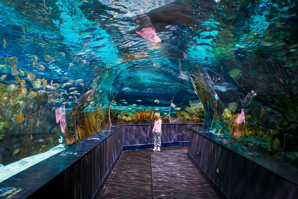 Ripley S Aquarium Of The Smokies Gatlinburg Tn The Top 10 Family Friendly Aquariums In The Country Popsugar Family Photo 2