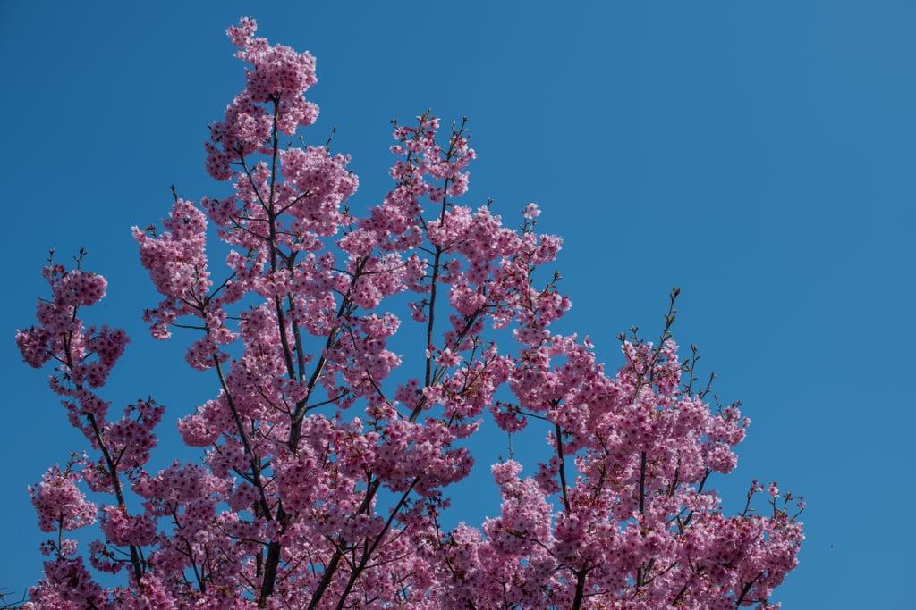 Japan Cherry Blossom Photos 2018