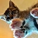 Photos of Cats on Glass