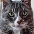 We Asked 2 Vets to Explain Exactly Why Your Cat Stares at You So Much