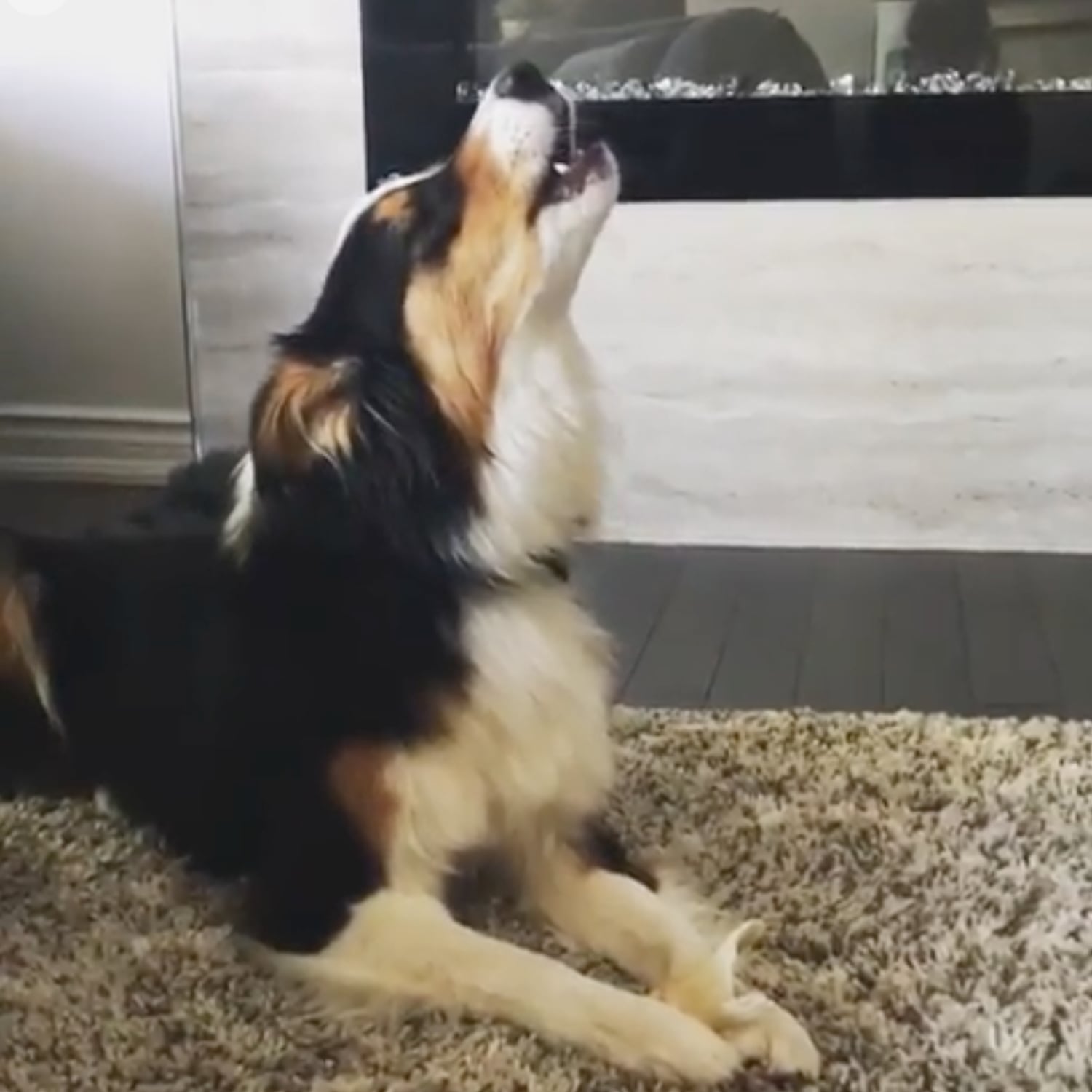 dog dancing to old town road