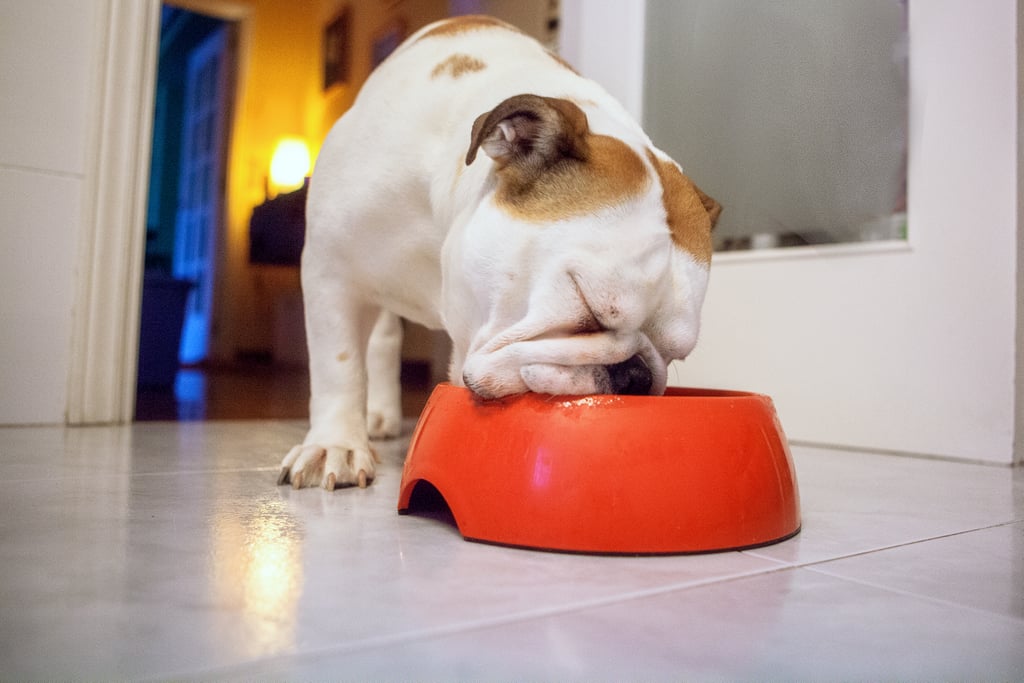 Food and Water Bowls