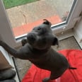 I'm Grinning From Ear to Ear Over This Pit Bull Who Literally Leaps For Joy When It Hails