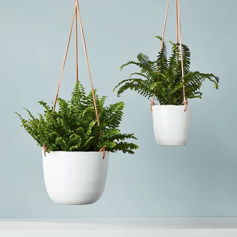 Boston Fern Hanging Plant